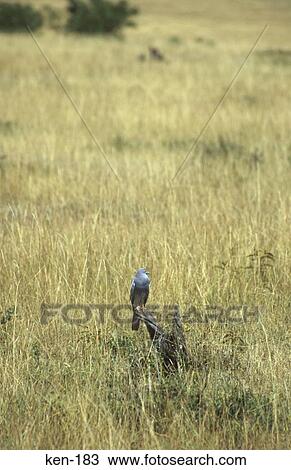 Grey Kestrel Masai Mara National Reserve Kenya View Large Photo Image Stock Image - Grey Kestrel Masai Mara National Reserve Kenya. Fotosearch