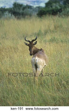 Hartebeest Masai Mara National Reserve Kenya View Large Photo Image Stock Image - Hartebeest Masai Mara National Reserve Kenya. Fotosearch