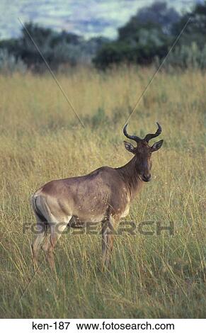 Hartebeest Masai Mara National Reserve Kenya View Large Photo Image Stock Photo - Hartebeest Masai Mara National Reserve Kenya. Fotosearch