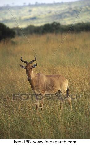 Hartebeest Masai Mara National Reserve Kenya View Large Photo Image Stock Photo - Hartebeest Masai Mara National Reserve Kenya. Fotosearch