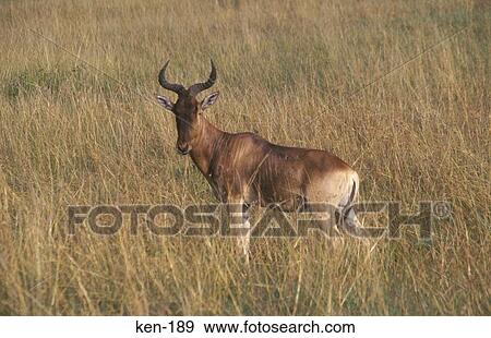 Hartebeest Masai Mara National Reserve Kenya View Large Photo Image Stock Photo - Hartebeest Masai Mara National Reserve Kenya. Fotosearch