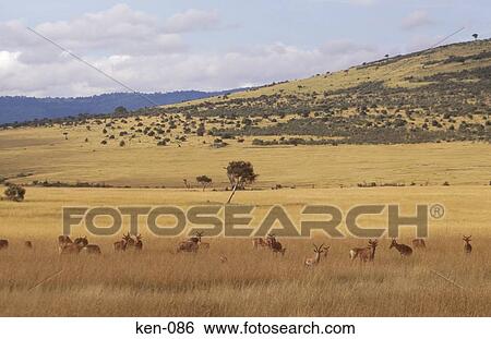 Hartebeests Masai Mara National Reserve Kenya View Large Photo Image Stock Photograph - Hartebeests Masai Mara National Reserve Kenya. Fotosearch