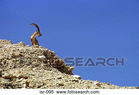 Ibex against Clear Blue Sky View Large Photo Image Stock Photography - Ibex against Clear Blue Sky. Fotosearch