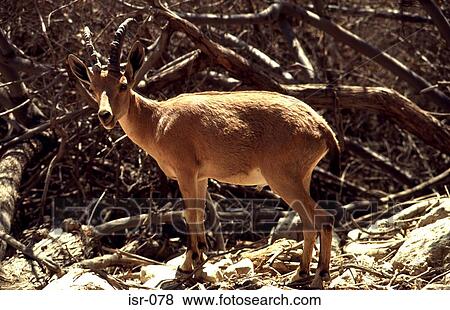 Stock Photo - Ibex against Desert Scrub. Fotosearch