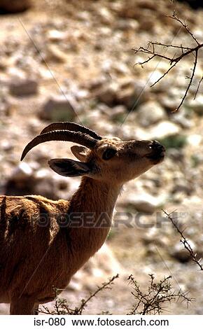 Ibex Eating Thorn Tree Ein Gedi Israel View Large Photo Image Stock Image - Ibex Eating Thorn Tree Ein Gedi Israel. Fotosearch