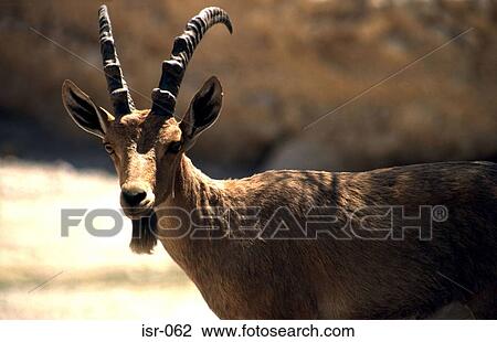 Ibex Looking Sideways at Camera View Large Photo Image Stock Image - Ibex Looking Sideways at Camera. Fotosearch