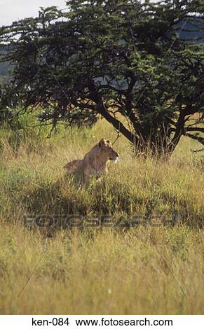 Picture - Lion Masai Mara National Reserve Kenya. Fotosearch