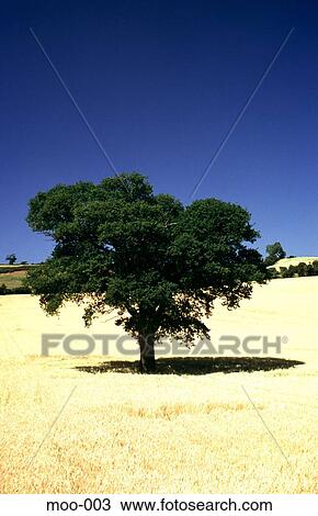 Stock Image - Lone Tree in Ripe Corn Field. Fotosearch