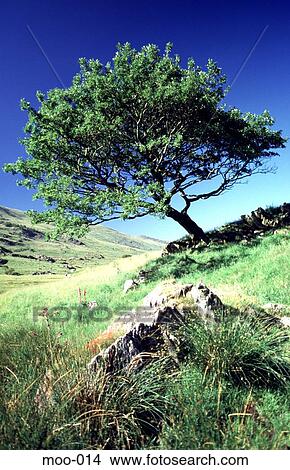 Lone Tree on Rocky Hillside Wales UK View Large Photo Image Picture - Lone Tree on Rocky Hillside Wales UK. Fotosearch