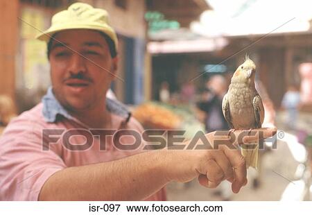 Man Holding Parakeet View Large Photo Image Stock Photo - Man Holding Parakeet. Fotosearch