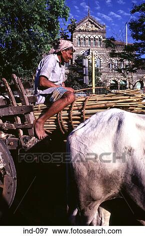 Man on Ox Cart Bombay India Asia View Large Photo Image Stock Photo - Man on Ox Cart Bombay India Asia. Fotosearch