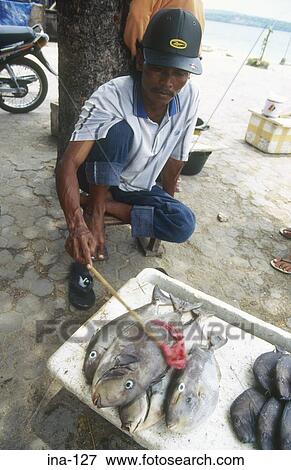 Man Preparing Fish in an Ice Box Bali View Large Photo Image Stock Photo - Man Preparing Fish in an Ice Box Bali. Fotosearch