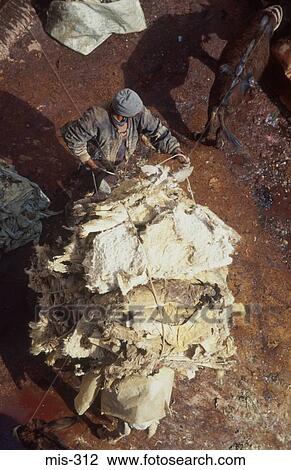Man Transporting Leather Tannery Fes morocco View Large Photo Image Stock Image - Man Transporting Leather Tannery Fes morocco. Fotosearch