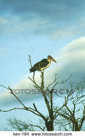 Marabout Stork Masai Mara National Reserve Kenya View Large Photo Image Picture - Marabout Stork Masai Mara National Reserve Kenya. Fotosearch