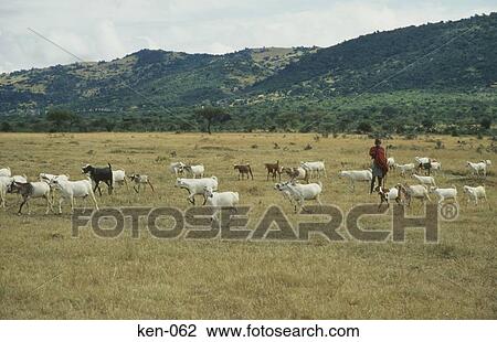 Masai Goat Herder Kenya View Large Photo Image Stock Image - Masai Goat Herder Kenya. Fotosearch