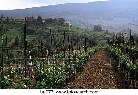 Misty Hills and Vineyard Tuscany Italy Europe View Large Photo Image Stock Photo - Misty Hills and Vineyard Tuscany Italy Europe. Fotosearch