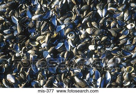 Mussel Shells UK View Large Photo Image Stock Photo - Mussel Shells UK. Fotosearch