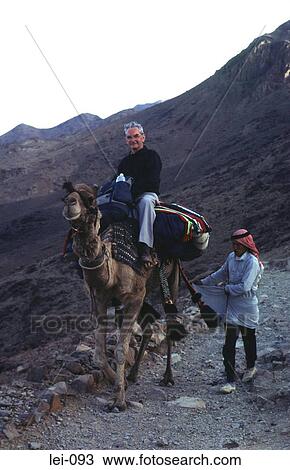 Old Man Riding Camel Led by Bedouin Guide View Large Photo Image Stock Image - Old Man Riding Camel Led by Bedouin Guide. Fotosearch
