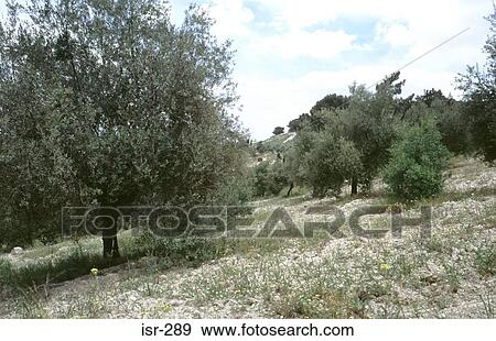 Olive Grove Mount of Olives Jerusalem Israel View Large Photo Image Stock Photo - Olive Grove Mount of Olives Jerusalem Israel. Fotosearch