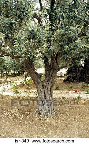 Olive Tree in Garden of Gethsemane Jerusalem Israel View Large Photo Image Stock Photo - Olive Tree in Garden of Gethsemane Jerusalem Israel. Fotosearch