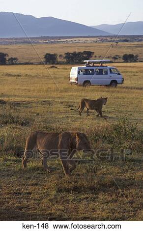 On Safari Masai Mara National Reserve Kenya View Large Photo Image Stock Photo - On Safari Masai Mara National Reserve Kenya. Fotosearch