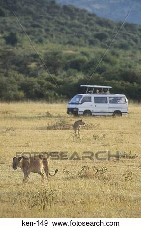On Safari Masai Mara National Reserve Kenya View Large Photo Image Stock Photo - On Safari Masai Mara National Reserve Kenya. Fotosearch
