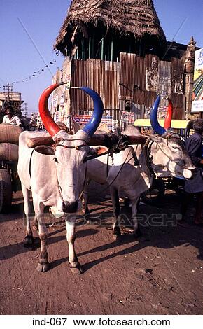 Oxen with Decorated Horns India Asia View Large Photo Image Stock Photo - Oxen with Decorated Horns India Asia. Fotosearch