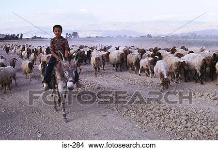 Palestinian Boy on Horseback Leading Sheep Israel View Large Photo Image Picture - Palestinian Boy on Horseback Leading Sheep Israel. Fotosearch