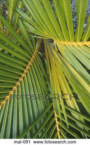Palm Leaves Maldives View Large Photo Image Stock Image - Palm Leaves Maldives. Fotosearch