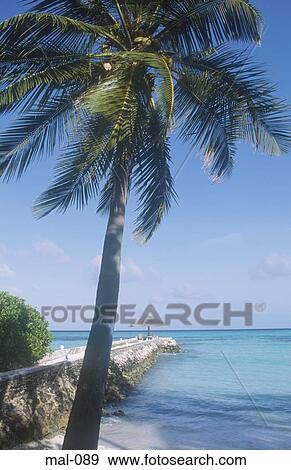 Palm Tree and Jetty Lhohifushi Maldives View Large Photo Image Stock Photo - Palm Tree and Jetty Lhohifushi Maldives. Fotosearch