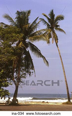Palm Trees and Beach Seminyak Bali View Large Photo Image Picture - Palm Trees and Beach Seminyak Bali. Fotosearch