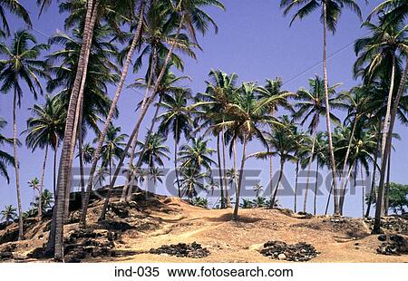 Palm Trees on a Beach Goa India Asia View Large Photo Image Stock Photography - Palm Trees on a Beach Goa India Asia. Fotosearch