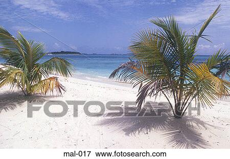 Palms on Beach Lhohifushi Maldives View Large Photo Image Stock Photo - Palms on Beach Lhohifushi Maldives. Fotosearch