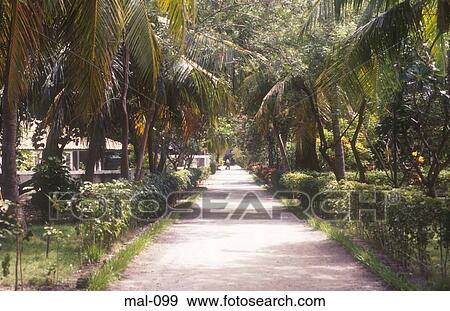 Path through Palm Trees Lhohifushi Maldives View Large Photo Image Stock Photo - Path through Palm Trees Lhohifushi Maldives. Fotosearch