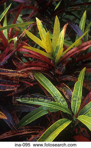 Stock Photography - Plant with Red and Green Leaves Bali. Fotosearch