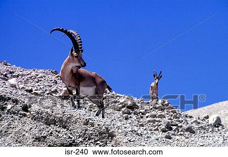 Profile of Ibex against Clear Blue Sky Israel View Large Photo Image Stock Image - Profile of Ibex against Clear Blue Sky Israel. Fotosearch