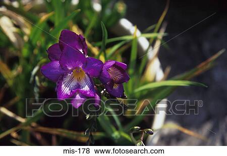 Purple Crocus Flowers View Large Photo Image Stock Photo - Purple Crocus Flowers. Fotosearch