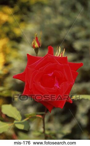 Red Rose View Large Photo Image Stock Photograph - Red Rose. Fotosearch