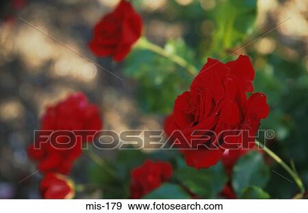 Stock Photo - Red Roses in Garden. Fotosearch