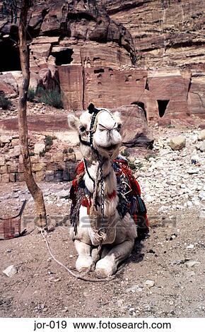 Resting Camel Petra Jordan View Large Photo Image Stock Photo - Resting Camel Petra Jordan. Fotosearch