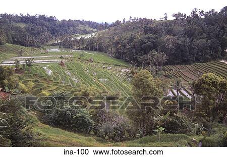 Stock Image - Rice Fields Jatiluwih Bali. Fotosearch