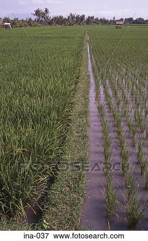 Rice Fields Seminyak Bali View Large Photo Image Stock Photo - Rice Fields Seminyak Bali. Fotosearch