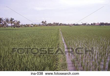 Stock Photo - Rice Fields Seminyak Bali. Fotosearch