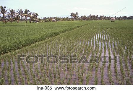 Rice Fields Seminyak Bali View Large Photo Image Stock Photography - Rice Fields Seminyak Bali. Fotosearch