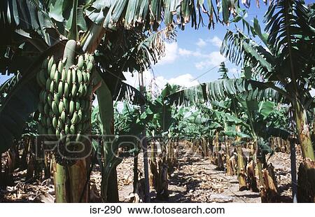 Rows of Banana Trees in Plantation Galilee Israel View Large Photo Image Stock Image - Rows of Banana Trees in Plantation Galilee Israel. Fotosearch