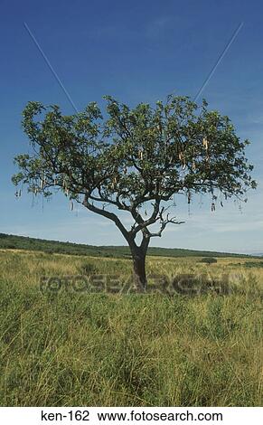 Sausage Tree Masai Mara National Reserve Kenya View Large Photo Image Stock Image - Sausage Tree Masai Mara National Reserve Kenya. Fotosearch