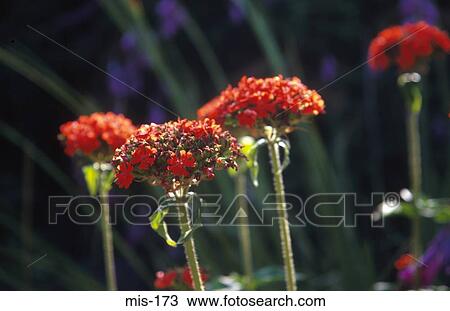 Small Red Flowers on Garden Plants View Large Photo Image Stock Image - Small Red Flowers on Garden Plants. Fotosearch
