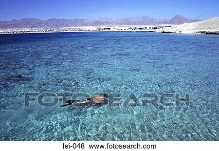 Snorkelling in the Red Sea View Large Photo Image Stock Photo - Snorkelling in the Red Sea. Fotosearch