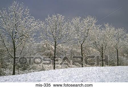 Snow Covered Trees France View Large Photo Image Stock Photography - Snow Covered Trees France. Fotosearch