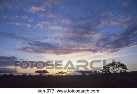Stock Photo - Sunset Amoseli National Reserve Kenya. Fotosearch